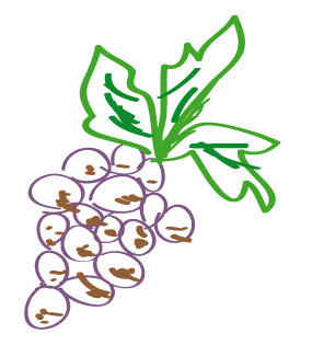 Zeichnung einer Weinrebe
