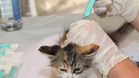 Pexels-Bild 33394316: eine neugeborene bunte Katze erhält ihre erste Impfung