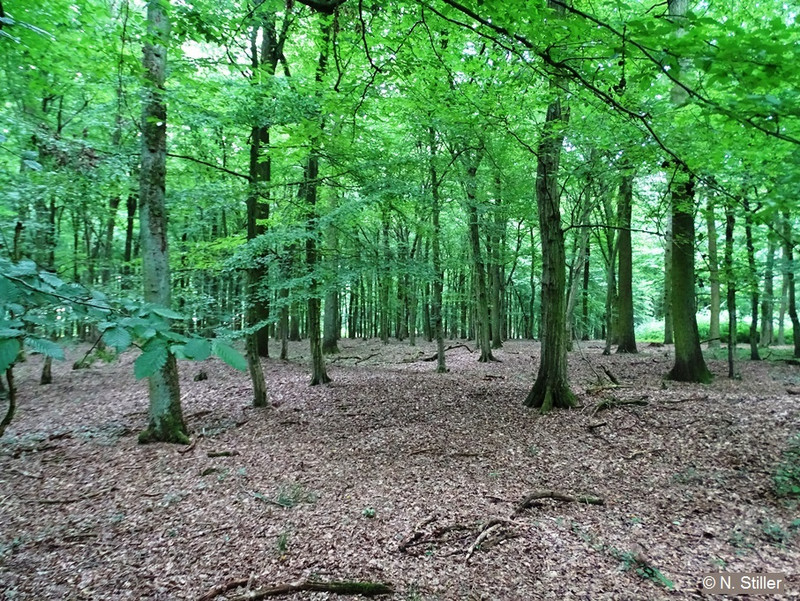Ferchauer Forst
