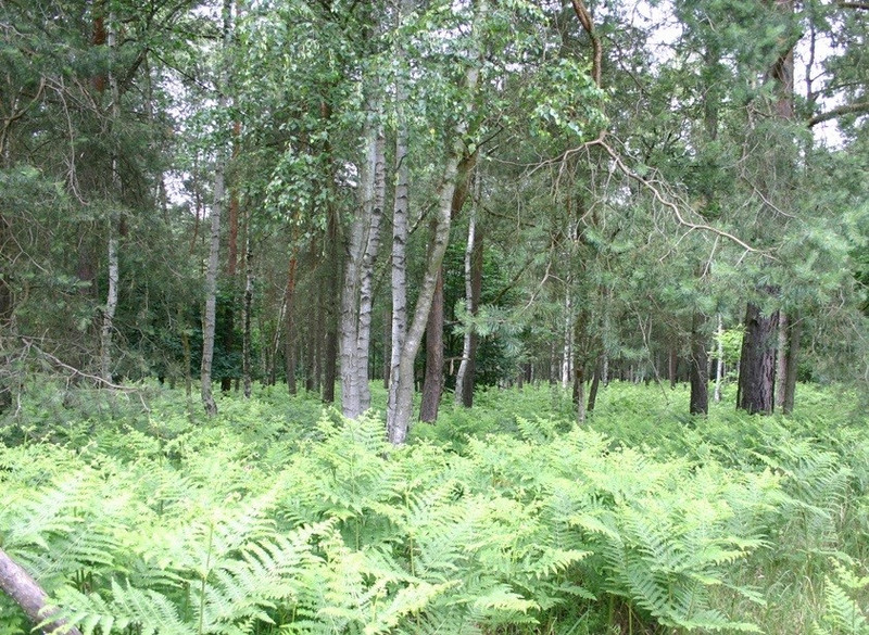 Naturschutzgebiet "Jösigk"