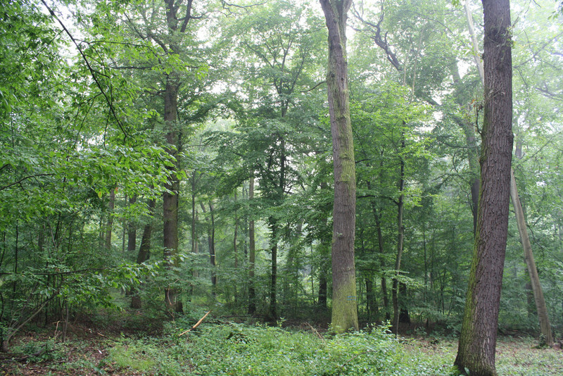 NSG "Othaler Wald"