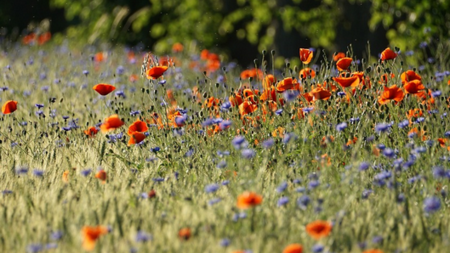 Wiese Natur 