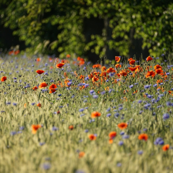Wiese Natur 