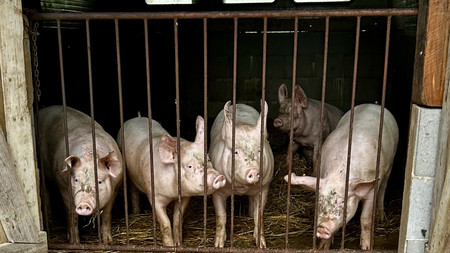 Schweine im Stall