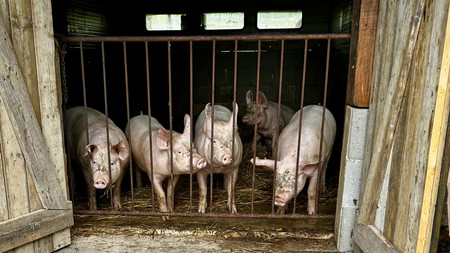 Schweine im Stall
