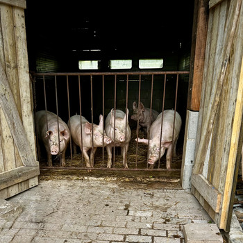 Schweine im Stall